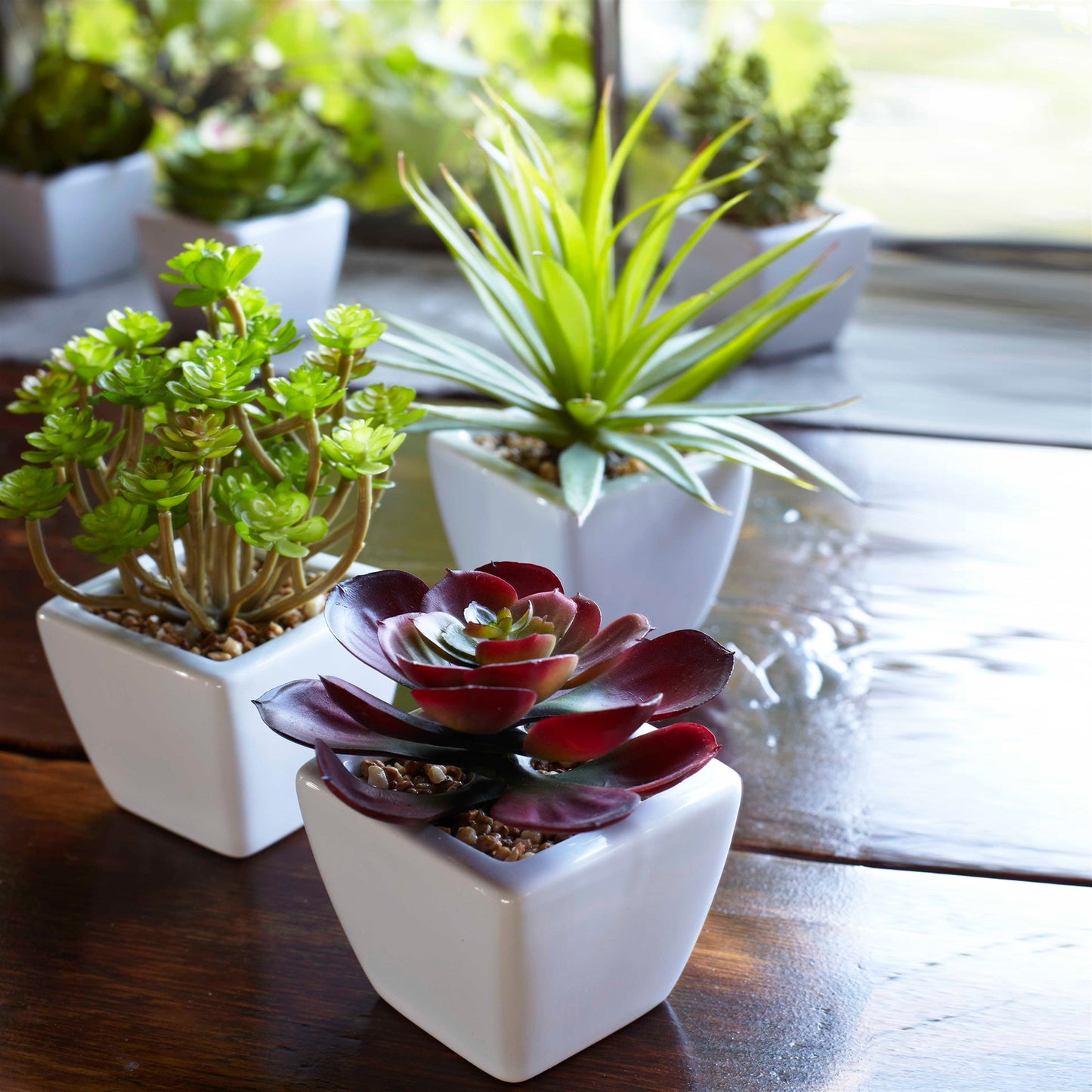 Assorted Succulent in Traditional White Pot (Set of 6)