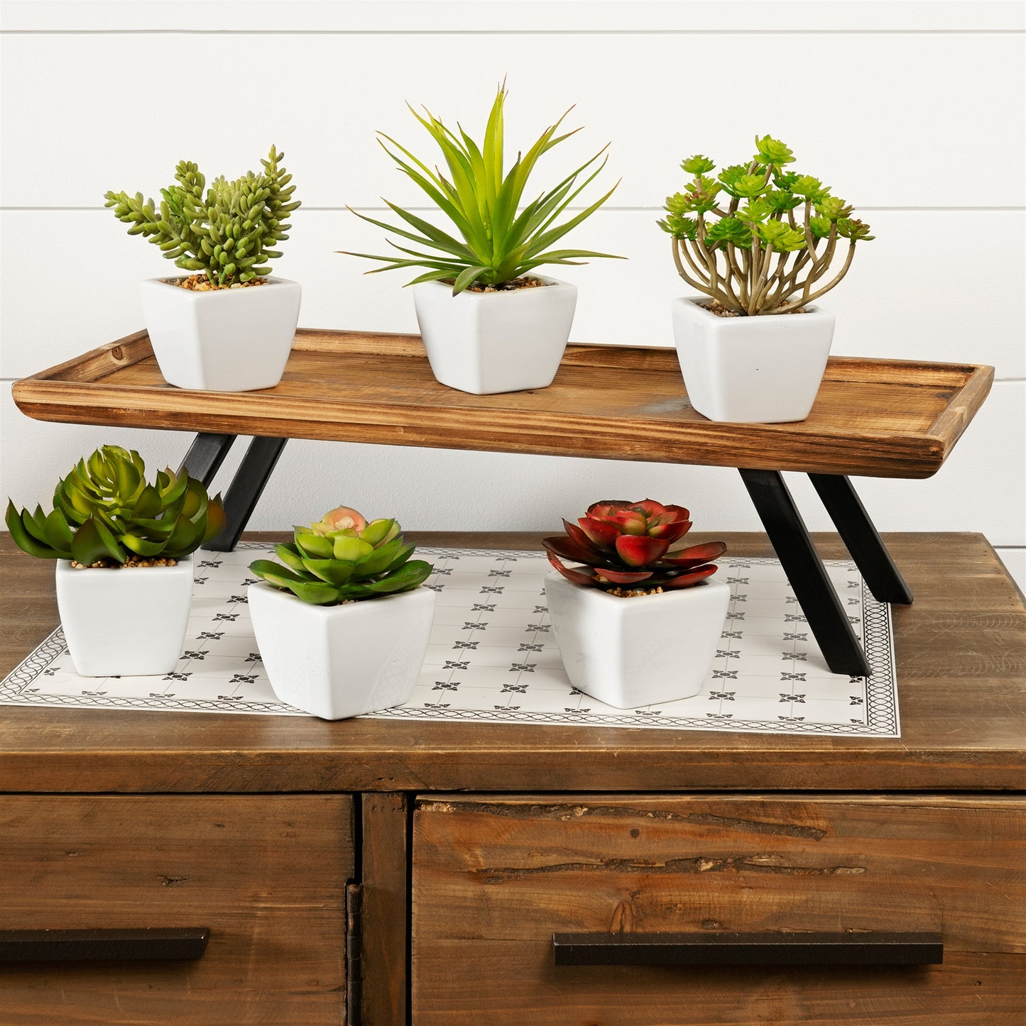 Assorted Succulent in Traditional White Pot (Set of 6)
