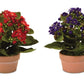 Assorted Kalanchoe Flower in Terra Cotta (Set of 4)