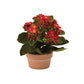 Assorted Kalanchoe Flower in Terra Cotta (Set of 4)