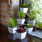 Assorted Succulent in Traditional White Pot (Set of 6)