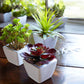 Assorted Succulent in Traditional White Pot (Set of 6)