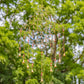 Set of 4 Assorted Gold Diamond-Shaped Metal Wind Chimes with Beaded Accents