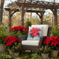 Poinsettia Climaweave Pillow 18X18