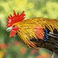 21.25" Tall Painted Iron Rooster Decoration Maxwell